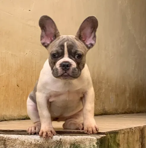 Buldogue francês linda fêmea 