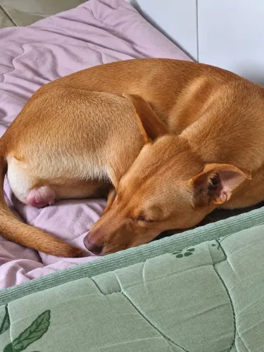 Cachorrinha para doação 