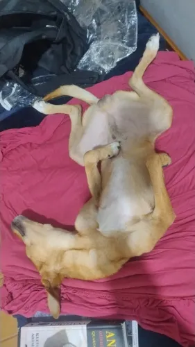 Doação de cachorro dócil urgente
