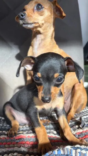Vendo um pincher N 1 Macho