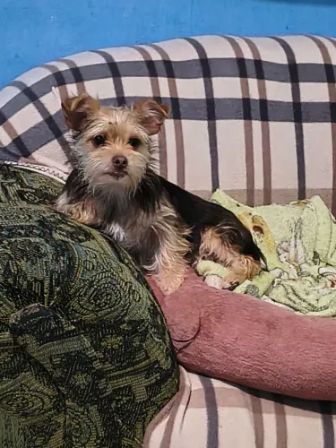 Vendo uma cachorrinha fêmea filhote 