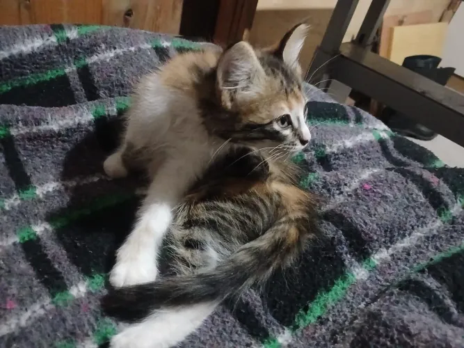 Gatinha femea pra doar