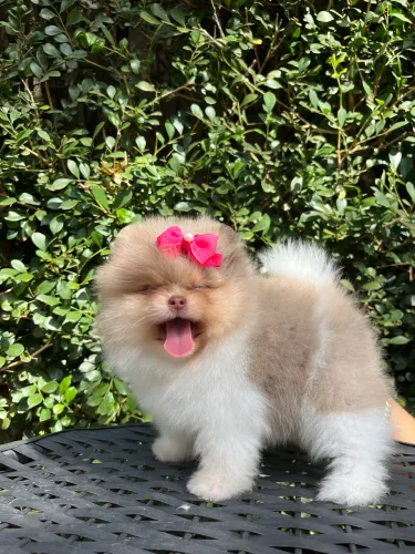 Spitz/Lulu da Pomerania