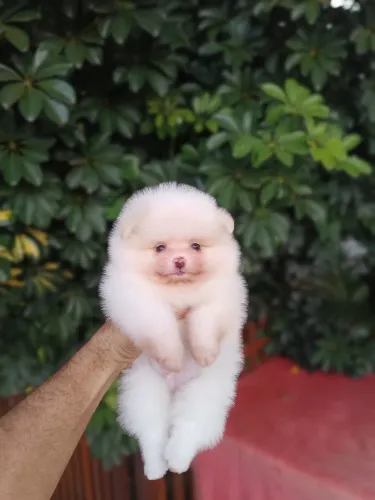 Spitz Alemão lindos filhotes para nova família