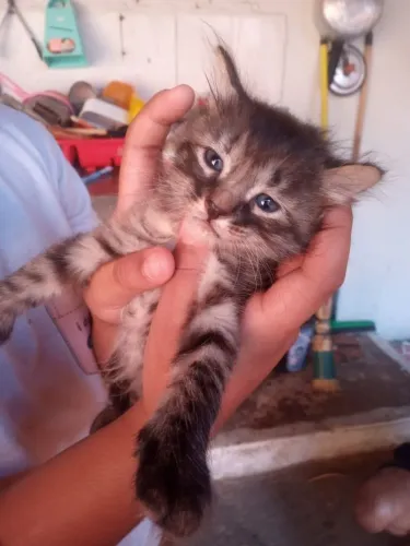 Gatinhos para adoção