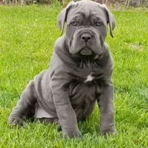 Cane Corso,Cane Corso Filhote Pronto Para Novo Lar