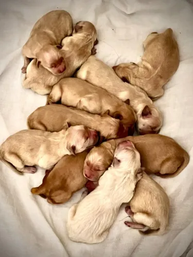 Filhote de golden retriever