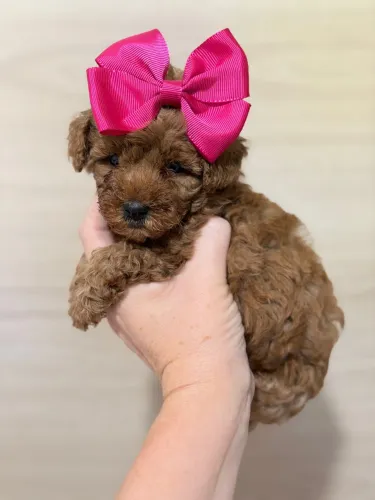     Poodle Toy Red Vacinado com Garantia de Saúde