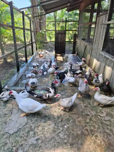 Vendo patos