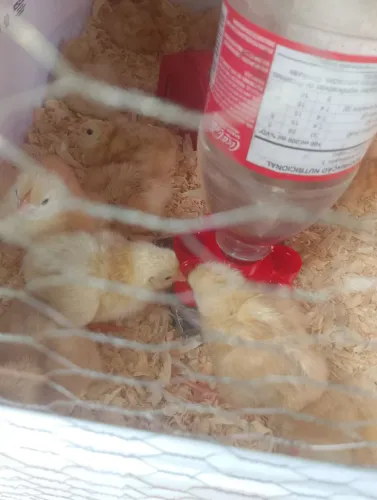 Pintinhos