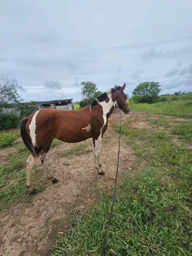 Potra mangalarga MM