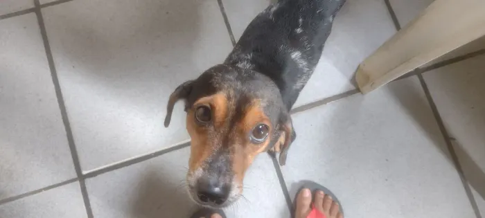 cachorro pra doação