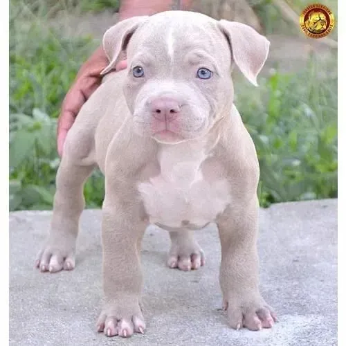 Filhote Pitbull de Olhos Azuis grande porte