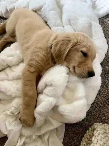 Filhote Golden Retriever já se protegendo do outono 