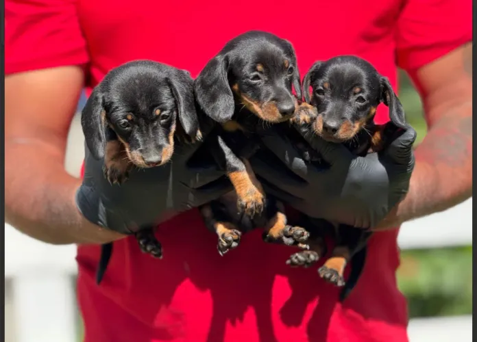 Daschund o mini salsicha 
