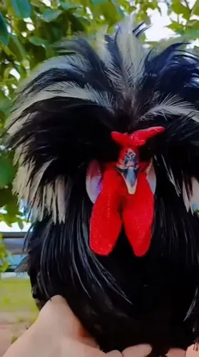 Vendo Carpas, Aves Ornamentais, Galinhas, Frangos e Pintinhos