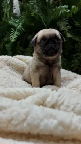 Pug Linhagens campeã, e pais importados 