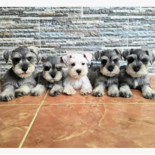 Schnauzer várias cores veja só 