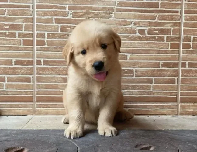 Golden Retriever Filhotes Comportamento Incrível.