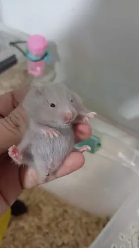 Hamster filhotes , diversas cores disponíveis 