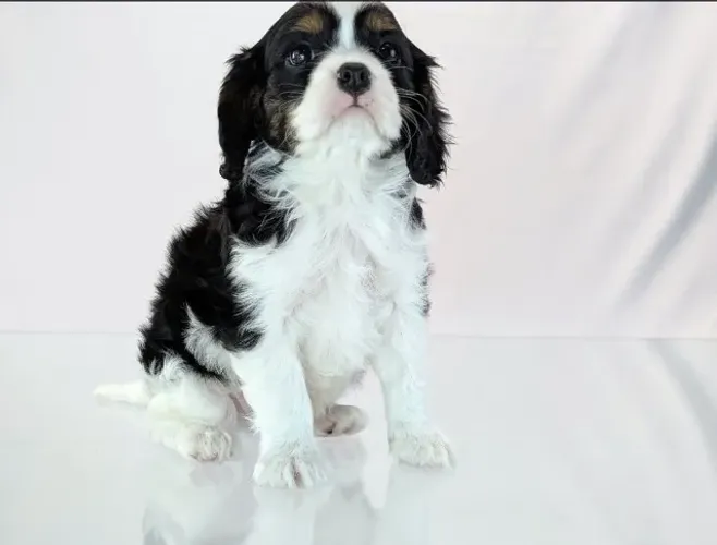 Cavalier King Charles Spaniel - dóceis, calmos e ideais para a família