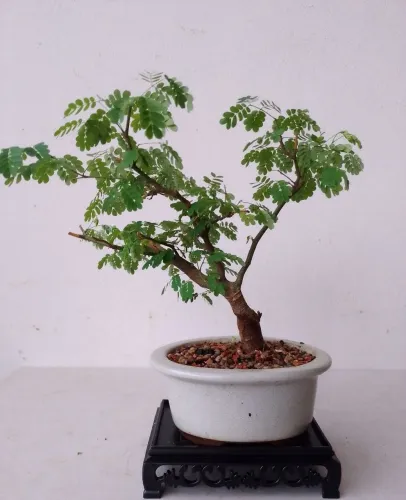Bonsai pithecolobium