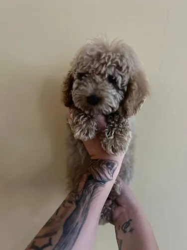 Poodle Toy adora fazer novos amigos 