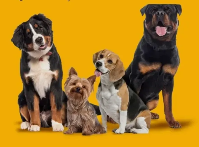 DogSister, Passeio com seu pet! ?