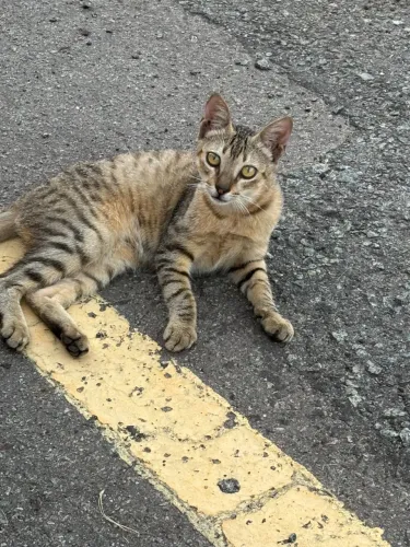 Doa-se gato macho filhote
