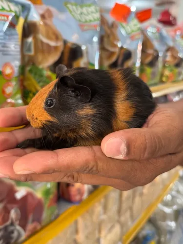 Porquinho da Índia 