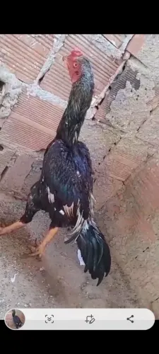 Frango Índio Prata