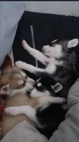 Doação de husky siberiano puro filhote