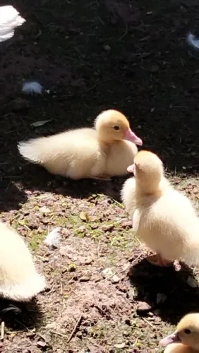 Pato