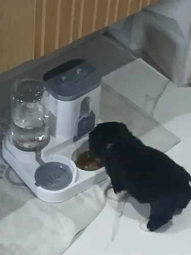 Vendo uma filhote de shitizu com maltês 