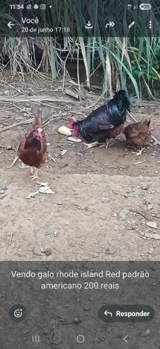 Frango Rhode island Red 