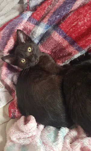 Filhotes de gato pra doação 