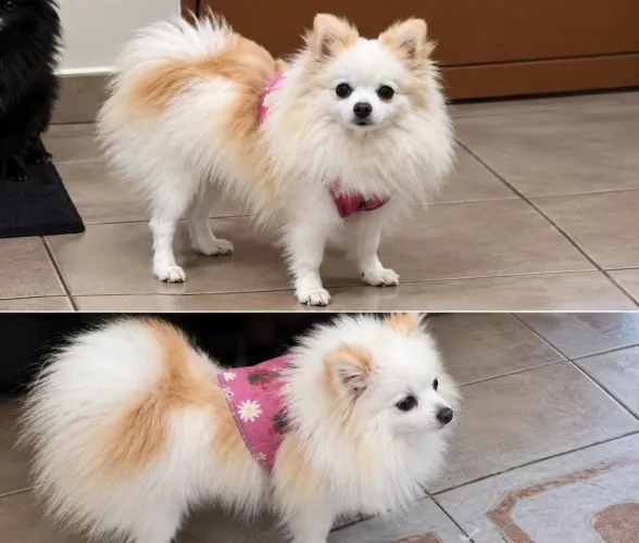 Lulu da pomerania