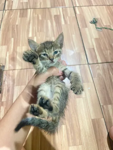 Adote uma gatinha