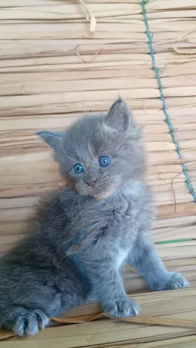 Gato maine coon