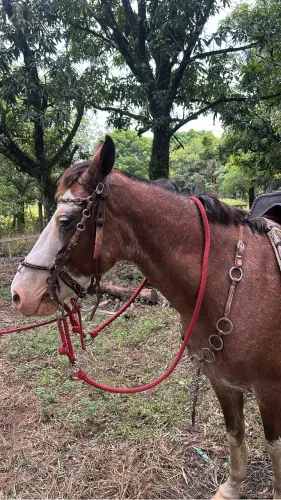 Cavalo marchador a venda