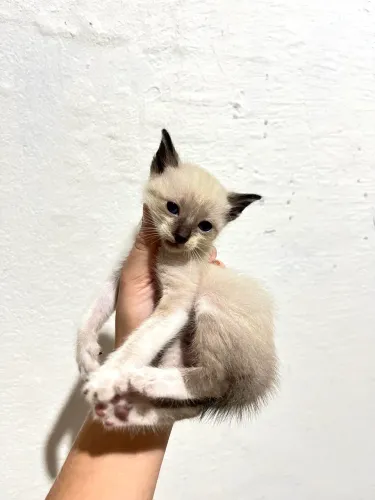Gatinhos para adoção