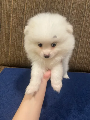 Filhotes Spitz alemão