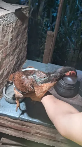 Vendo galinha Índia 
