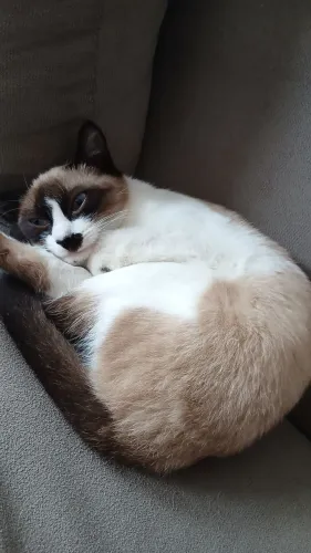 Gato Siamês