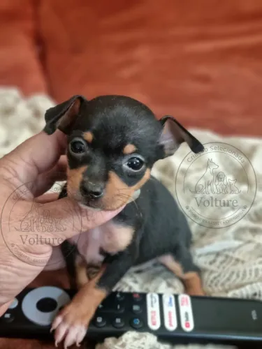 Pinscher zerinhos lindos e companheiros