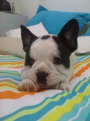 Bulldog frances fofo e carinhoso