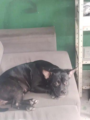 American Bully Femea .