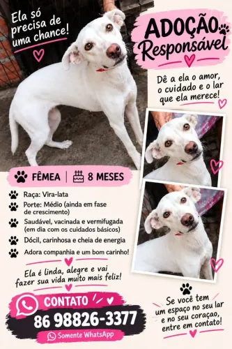 Cachorra para adoção! 