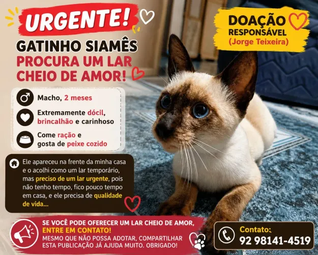 Doação responsável Filhote de gato siamês - Jorge Teixeira