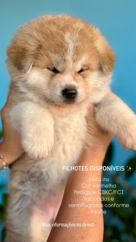 Akita Inu Vermelho | Pedigree CBKC/FCI | Filhotes de Excelente Linhagem | Machos e Fêmeas